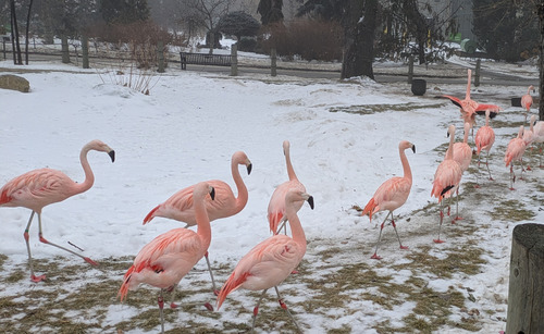 Chilean lawn ornaments on the march (<i>Phoenicopterus chilensis</i>)