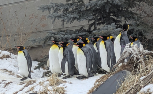 The Kings on a standabout outside