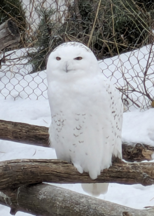 no rodents in this enclosure
