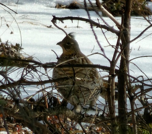A puffy mountain grouse