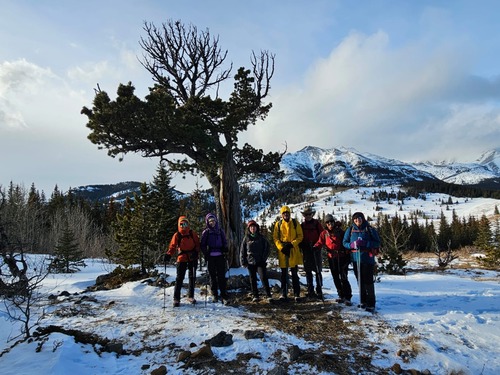 At the Boundary pine