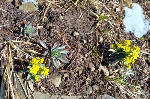 Our joy at finding the first flower of the season was somewhat dampened upon learning it was only a pseudo flower