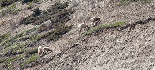 More sheep enjoying the grass on a south facing slope
