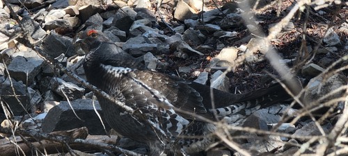 Dusky Grouse (identified by Bill)