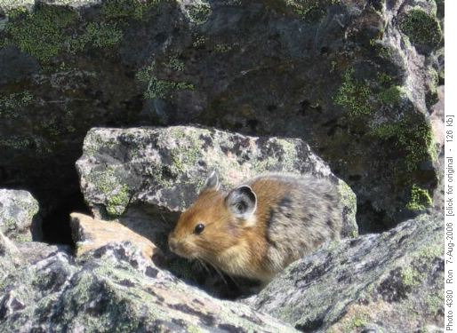 Pika (ochotona princeps) on Mount St. Piran