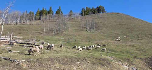 More sheep grazing on Windy Point Ridge