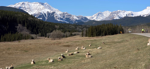 Sheep with Shunga-la-she Peak in the background