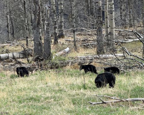 Mama Bear with three cubs (off 546 at Windy Point)