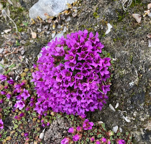 Purple mountain saxifrage (saxifraga oppositifolia)
