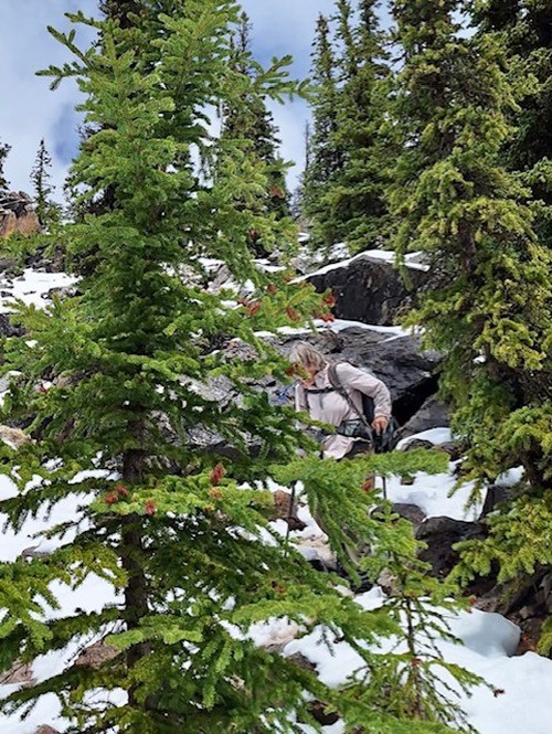 Barb breaking trail through the snow and boulders