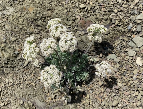Big-seed biscuitroot