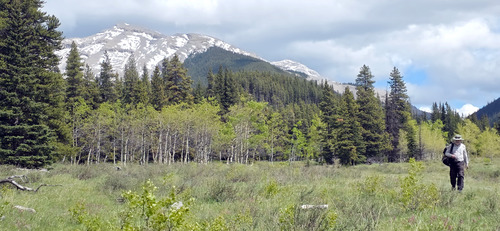 View looking back at the summit of Mount Burke. 