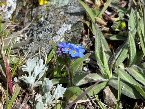 This little garden was entirely snow-free by mid afternoon 