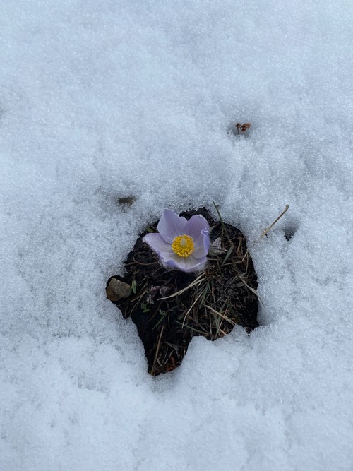 Still some very fresh crocuses 