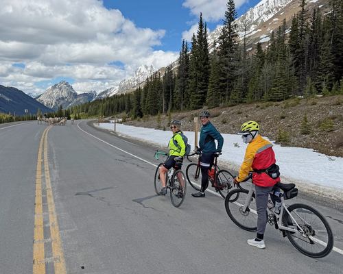 Herd of Bighorn Sheep just north of Highwood Pass