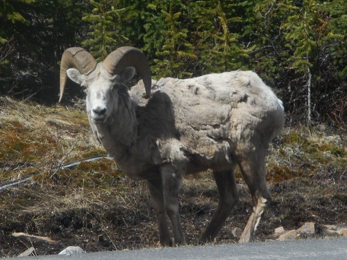 Ram