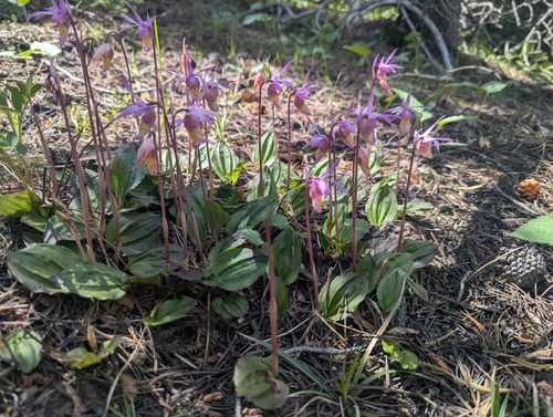 Calypso orchids