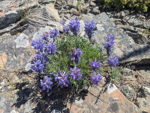 Dwarf Lupine