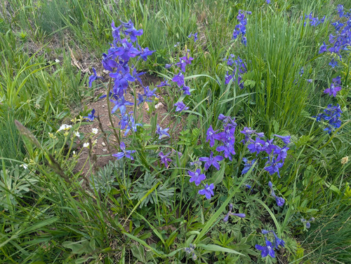 Larkspur