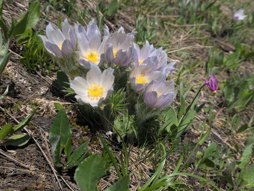 Pasqueflower