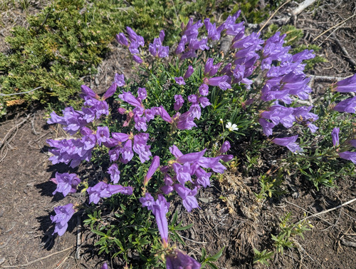 Shrubby Penstemon