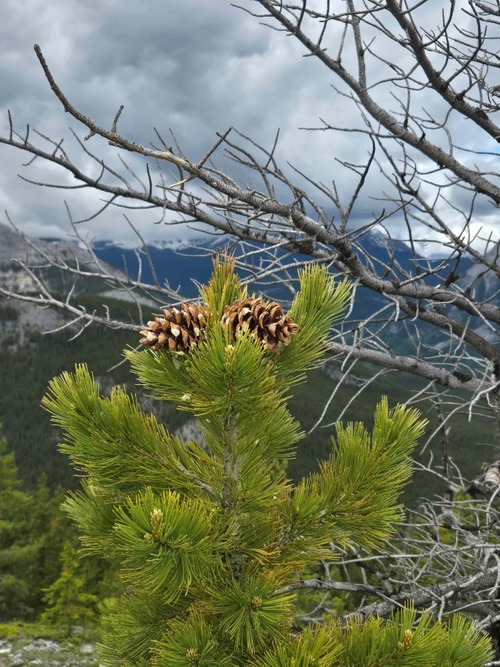 Whitebark pine on the ascent ridge