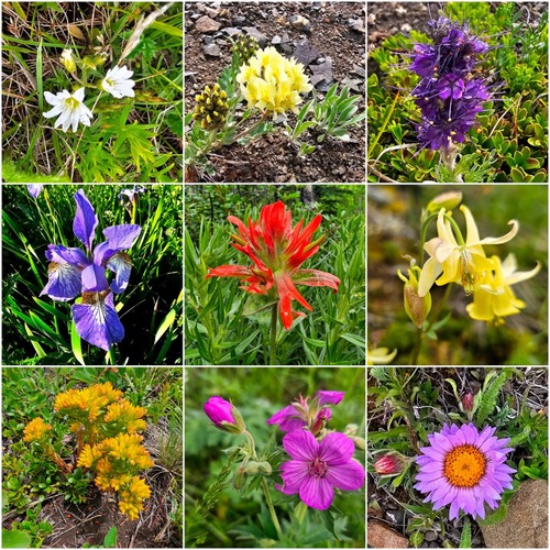 Some of the flowers along the trip (photos by Teresa)