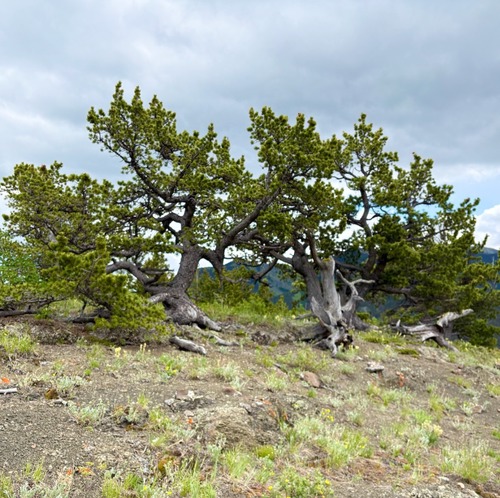 Wind blown pines along Boundary Pine Ridge