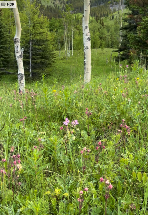 Along the meadows in lower Fir Creek Valley