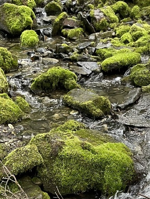 The creek was lush with growth, and moss carpeted the rocks along the way 
