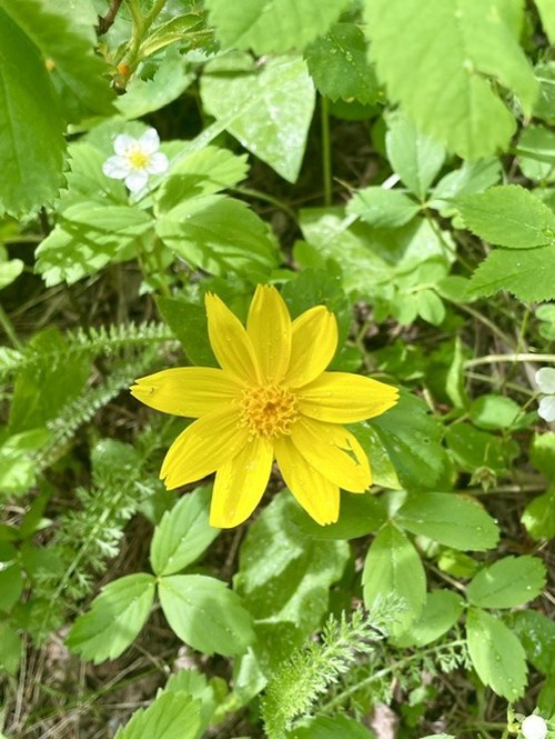 Arnica is a small alpine plant with large, showy yellow flowers 