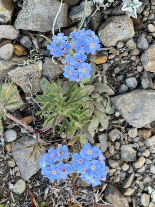 The petite, blue-colored flowers of Alpine Forget-me-not eke out an existence at the pass