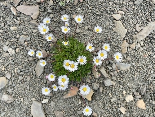 Mountain fleabane has a stem that is crowned with a single flower head composed of a multitude of rays 
