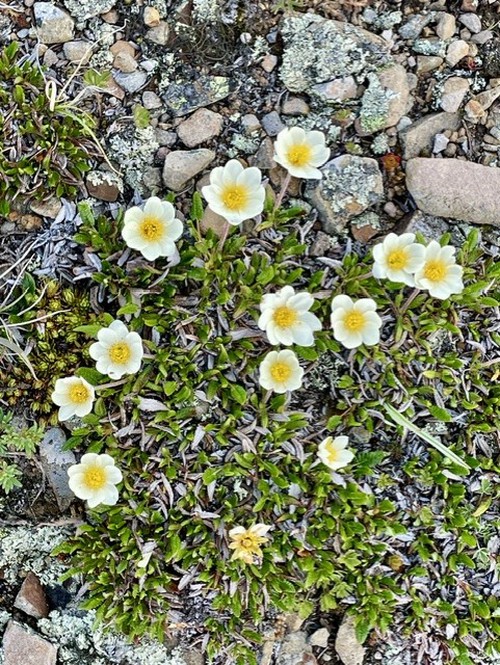 White Mountain Avens carpets Powderface Ridge 