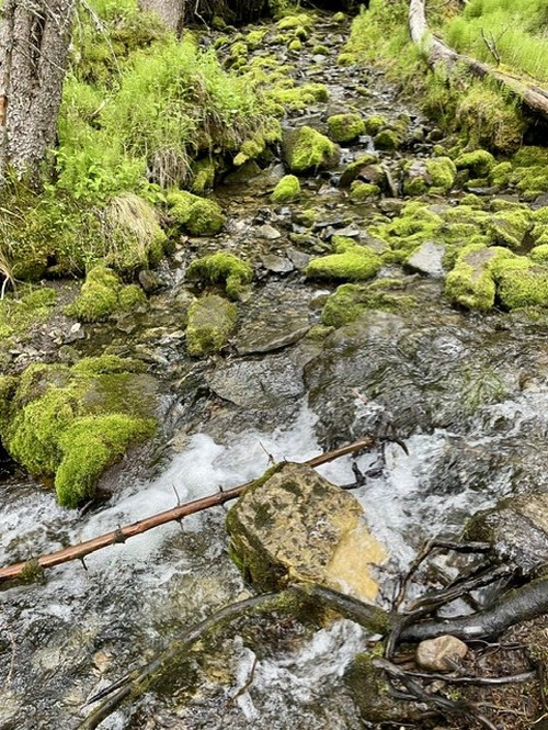 The lush growth along the creek is reminiscent of the West Coast