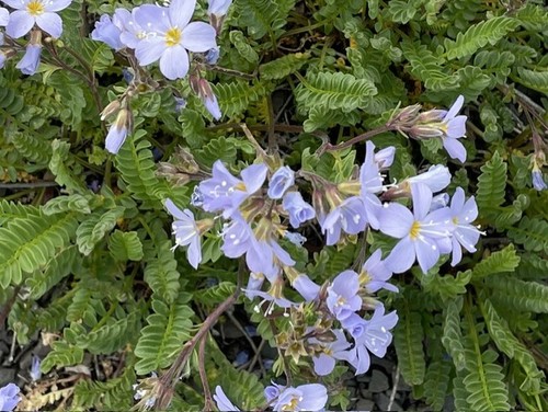 Jacob’s Ladder grows in open areas along Powderface Creek 