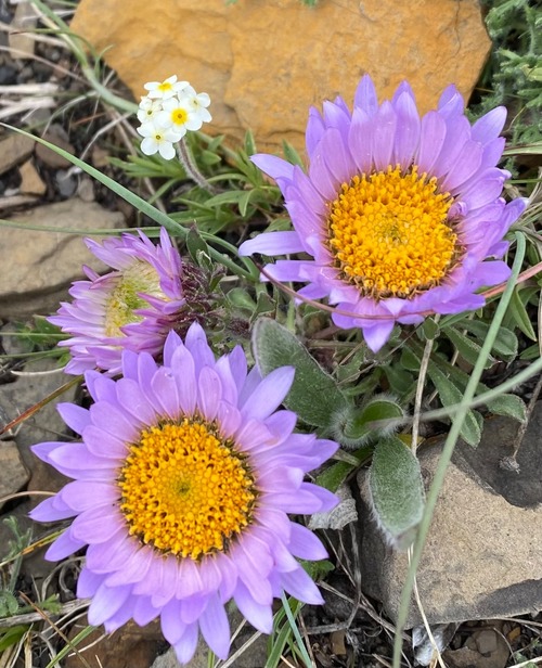 Two of my favourite flowers in one picture 