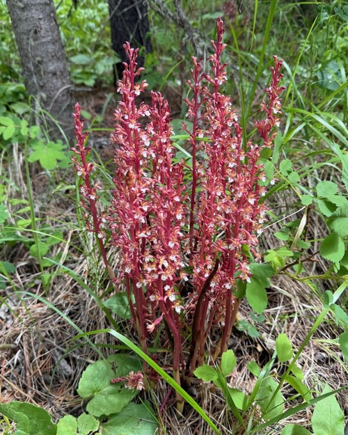 A lovely bunch of Coralroot (striped?)