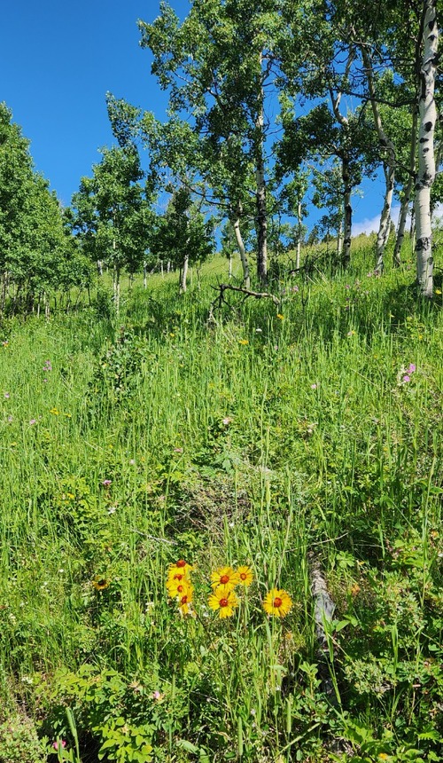 Brown-eyed Susan