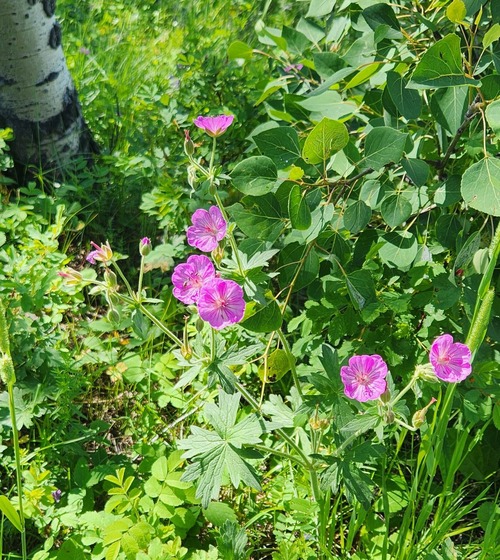 Sticky Geranium