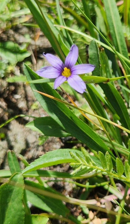 Blue-eyed Grass