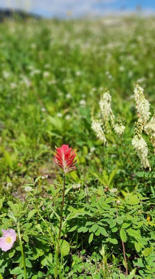 Paintbrush and other flowery friends