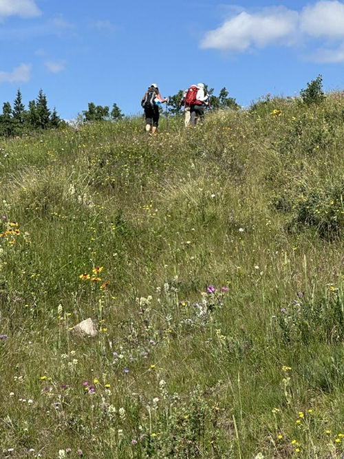Hiking in flowery meadows