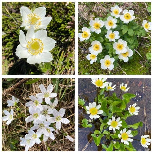The meadows were filled with hundreds of thousands of white flowers, not just glacier lilies