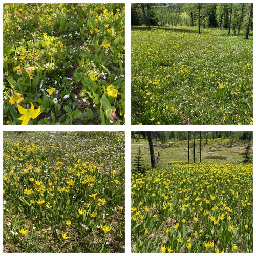 Examples of the profusion 
