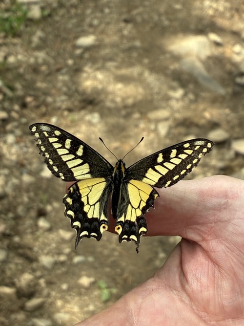 Anise Tiger Swallowtail