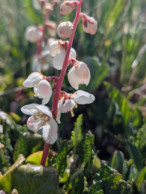 Arctic Wintergreen