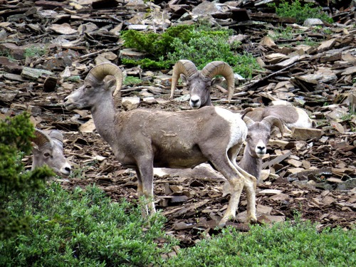 Mountain Sheep