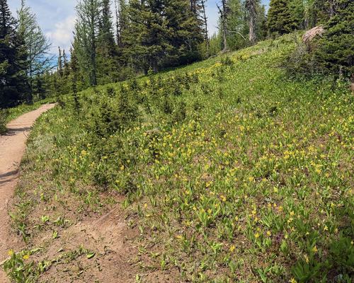 Glacier Lilies still looking good at altitude