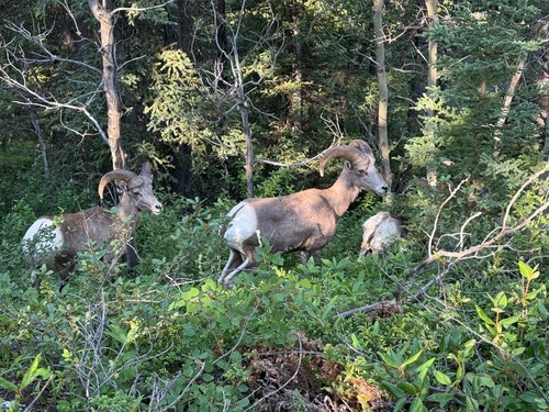 Bighorn sheep who reluctantly moved off the trail for us (thank you, trail guardians).